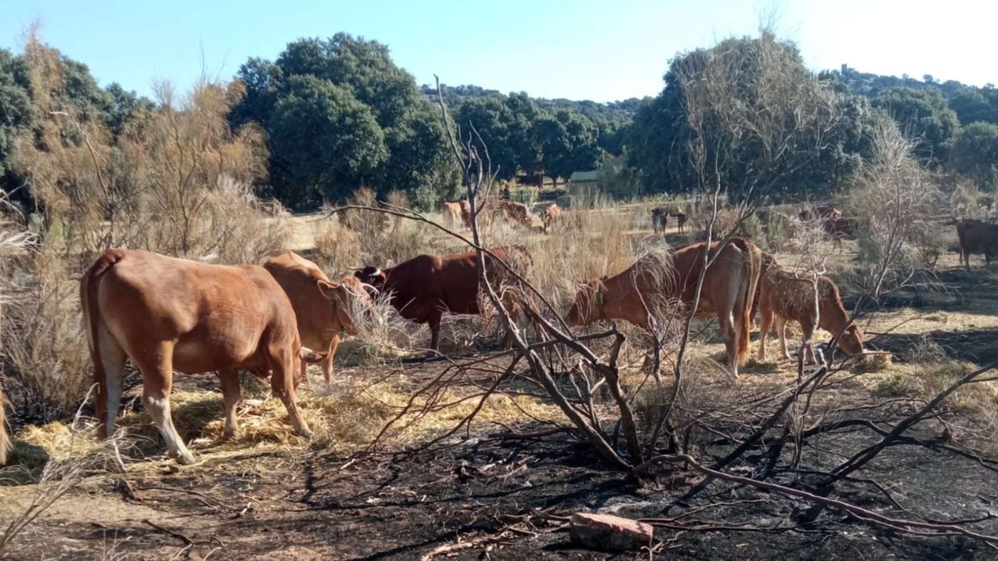 La Comunidad de Madrid reparte 75.000 kilos de forraje entre ganaderos afectados por los incendios forestales